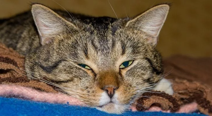 A sick looking cat with its eyes half open and resting its head on a blanket